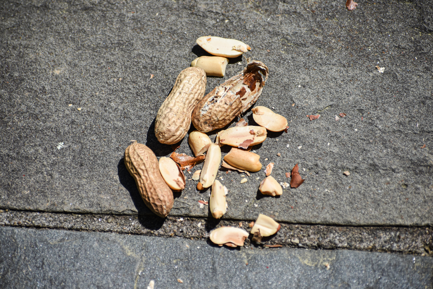 Exploring Birds Attracting birds with Peanuts